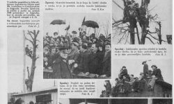 Teden v slikah, št. 11, 1937, str. 5